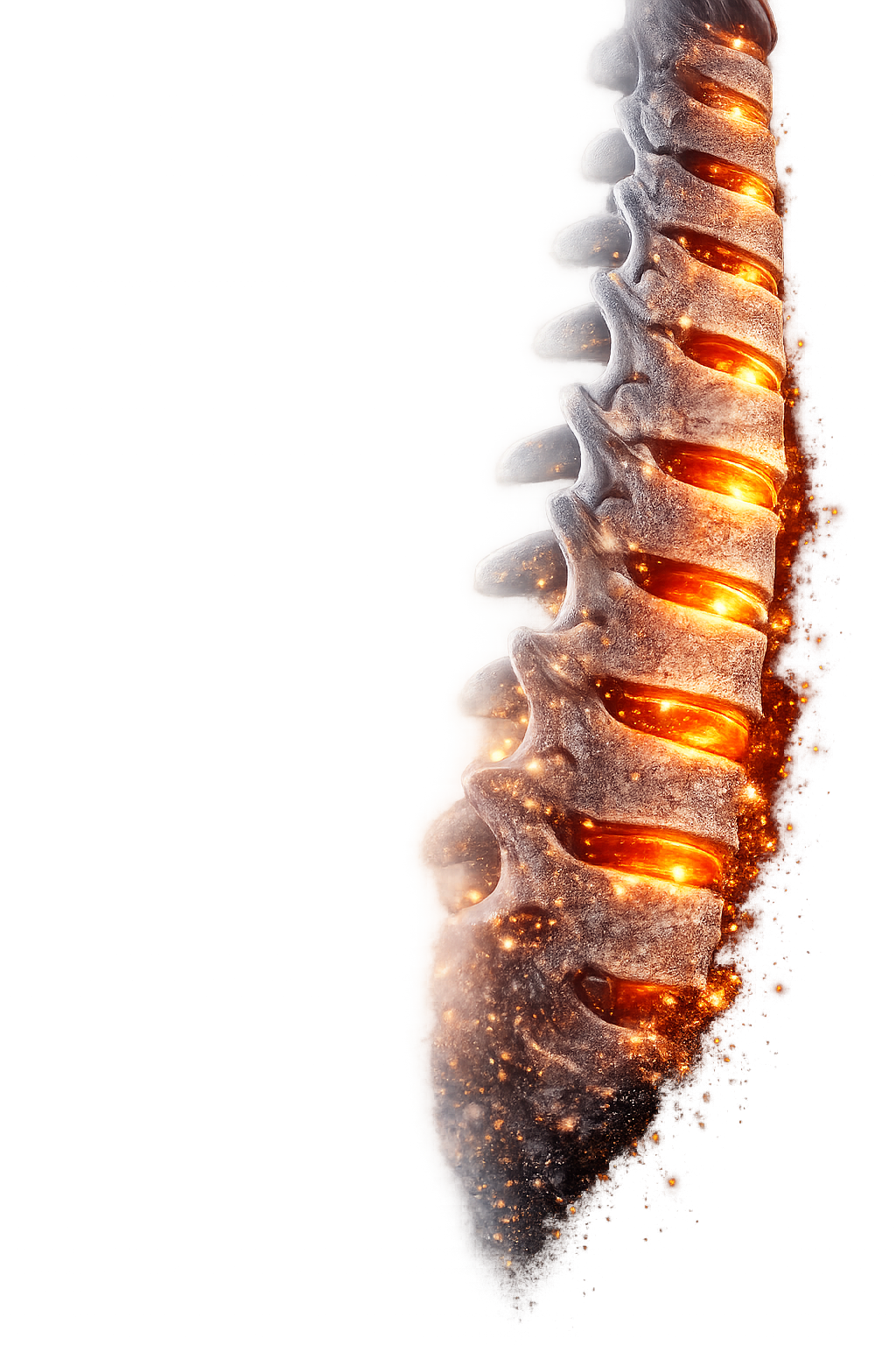 Spine